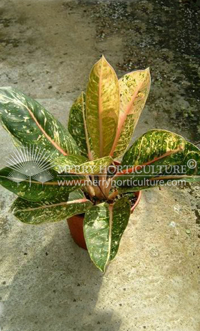 Aglaonema Donna Carmen